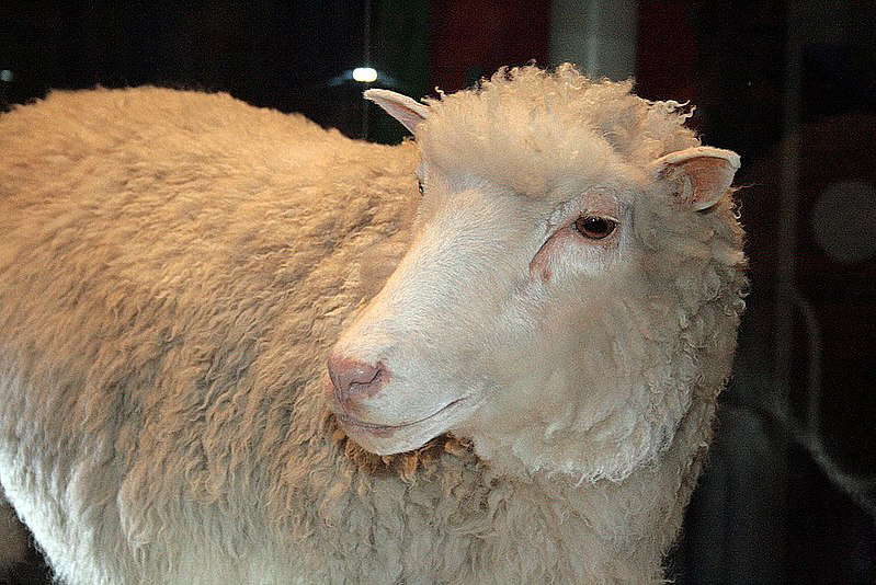 A close-up shot of Dolly the Sheep on display at the National Museum of Scotland.