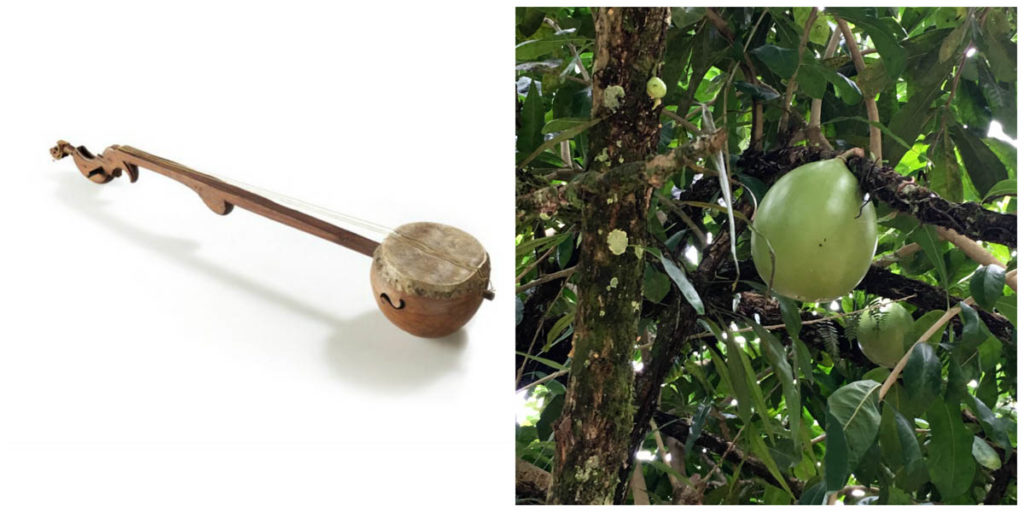 Left pic: A creole bania as described in the text, made of a calabash with a skin drumhead, charged peghead, and strings. Right pic: A globular green calabash growing on a tree.