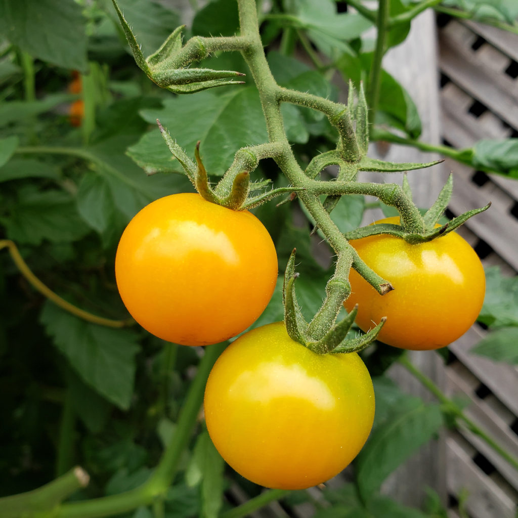Three deep yellow tomatoes are clustered together on a green vine. A fence can be seen in the background.