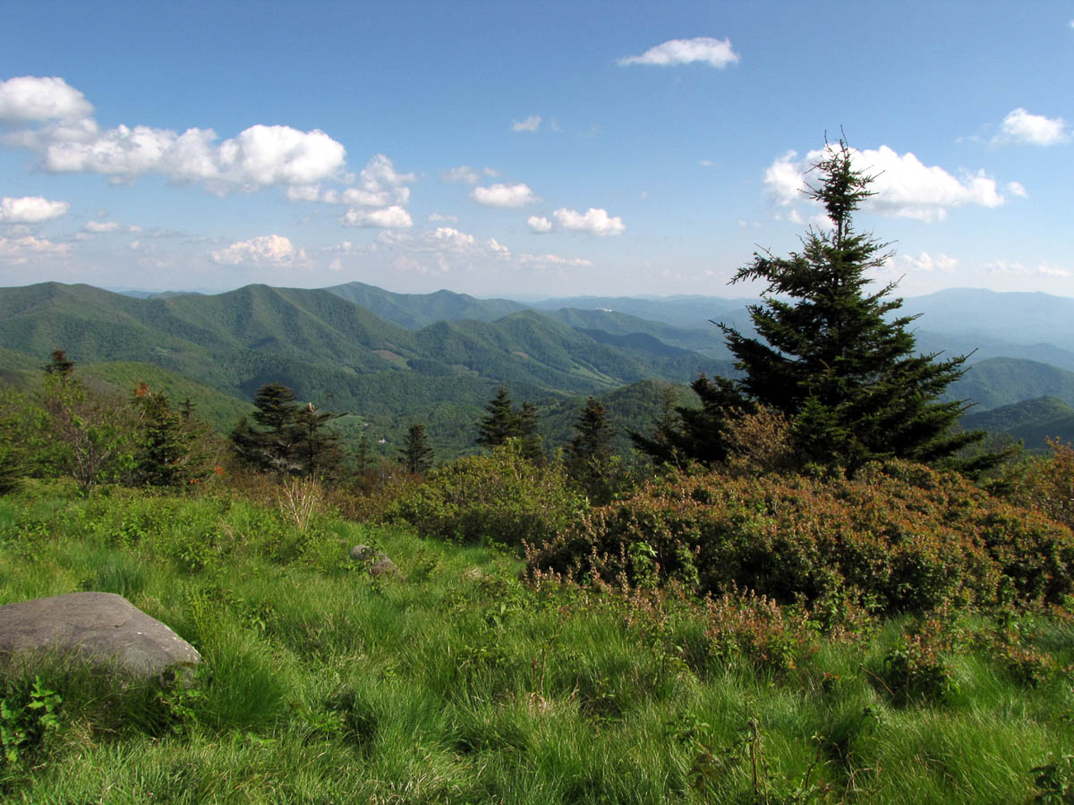 A view of the Appalachian Mountains in the distance with a green meadow in the foreground and a large evergreen tree to the left of the image.